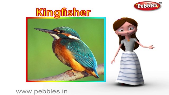 Kingfisher | 3D animated nursery rhymes for kids with lyrics | popular Birds rhyme for kids | Kingfisher song | bird songs | Funny rhymes for kids | cartoon | 3D animation | Top rhymes of bird for children