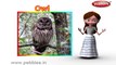Owl | 3D animated nursery rhymes for kids with lyrics | popular Birds rhyme for kids | Owl song | bird songs | Funny rhymes for kids | cartoon | 3D animation | Top rhymes of bird for children