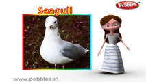 Seagull | 3D animated nursery rhymes for kids with lyrics  | popular Birds rhyme for kids | Seagull song | bird songs |  Funny rhymes for kids | cartoon  | 3D animation | Top rhymes of bird for children