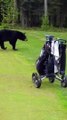 Golf : Un ours invité surprise