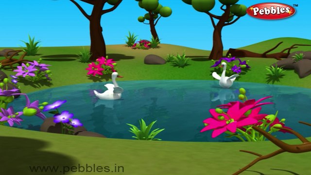 Swan | 3D animated nursery rhymes for kids with lyrics | popular Birds rhyme for kids | Swan song | bird songs | Funny rhymes for kids | cartoon | 3D animation | Top rhymes of bird for children