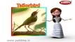 Tailor Bird | 3D animated nursery rhymes for kids with lyrics  | popular Birds rhyme for kids |tailor bird song | bird songs | Funny rhymes for kids  | cartoon | 3D animation | Top rhymes of bird for children