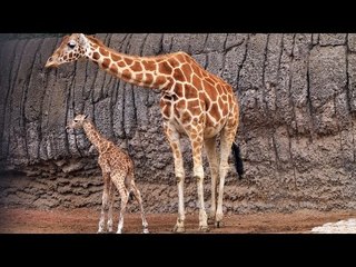 Nace jirafa macho en el Zoológico de Chapultepec