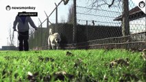Remember Mon Gros in dierenasiel Veeweyde? Hij is helaas nog altijd niet geadopteerd