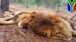 2 Singa ditemukan mati di suaka margasatwa, padahal baru bebas dari sirkus - Tomonews