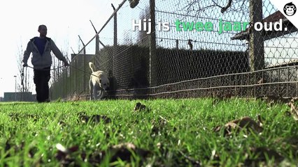 Op bezoek in 't dierenasiel van Anderlecht kwamen we deze mooie jongen tegen