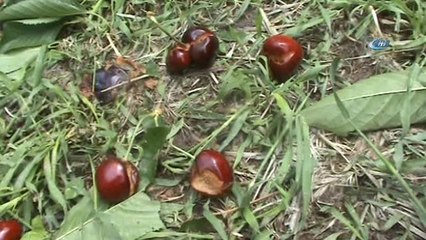 Dünyaca Ünlü Salihli Kirazını Dolu Vurdu