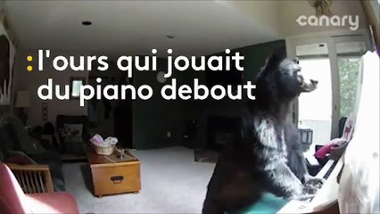 Un ours s'introduit dans une maison et joue quelques notes de piano