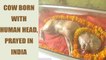 Cow having human-like head worshiped in Uttar Pradesh, India | Oneindia News