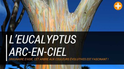 L’eucalyptus arc-en-ciel