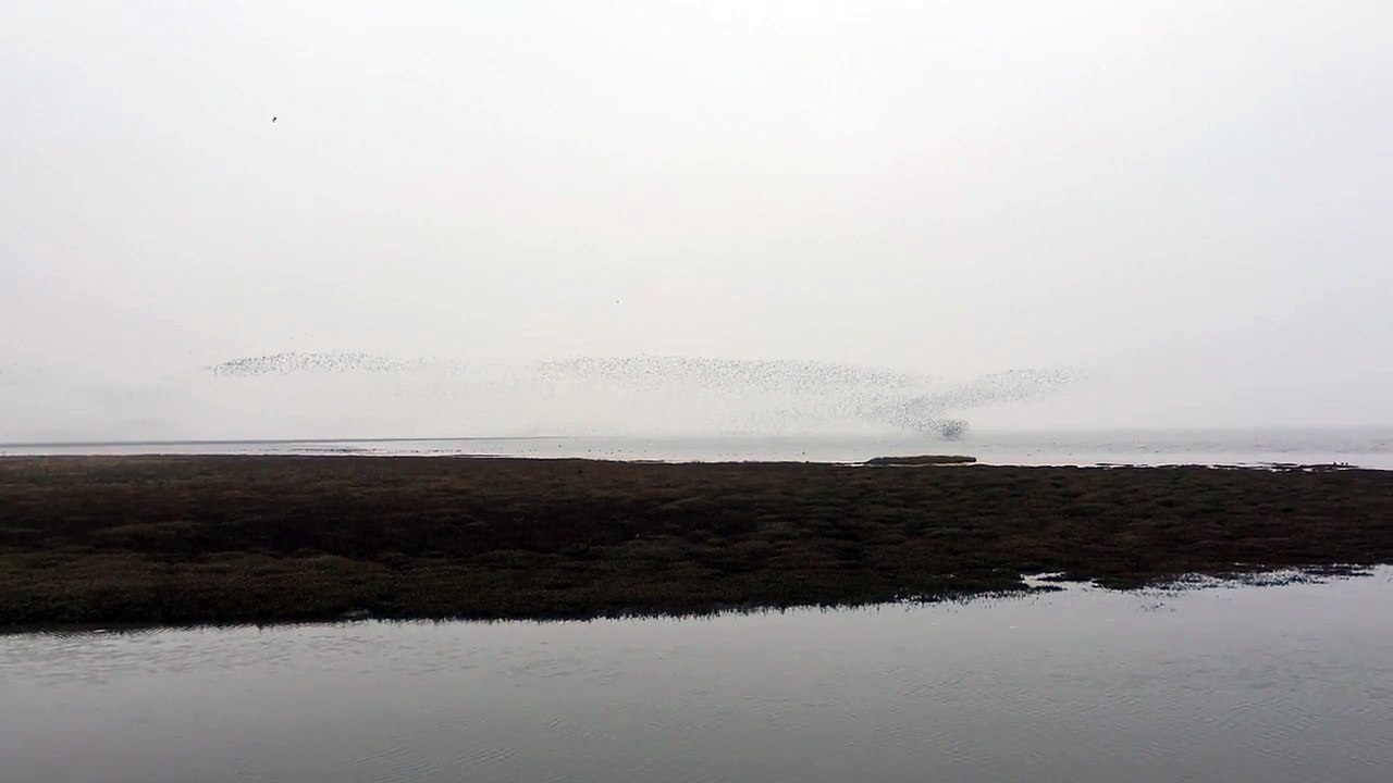 01.Snettisham Birding Spectacular