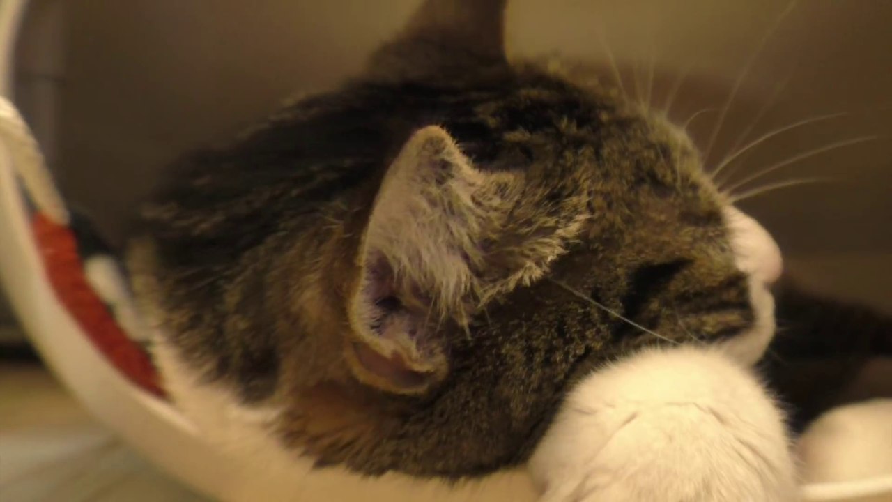 Het allereerste kattencafé van Vlaanderen opende vandaag en zo gaat gezellig gaat het eraan toe