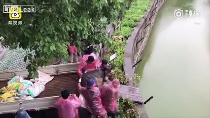 Sở thú gây phẫn nộ khi cho hổ ăn lừa sống trước mặt trẻ nhỏ