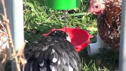 PECk-O-MATIC DEMAND BIRD FEEDER KIT