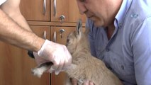 Yaralı Yavru Dağ Keçisi Biberonla Besleniyor