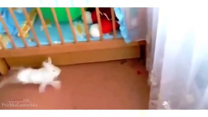 funny animal video