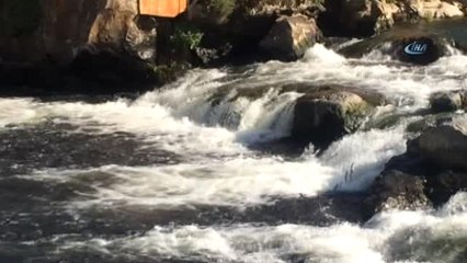 İnci Kefallerin Zorlu Yolculuğu Devam Ediyor
