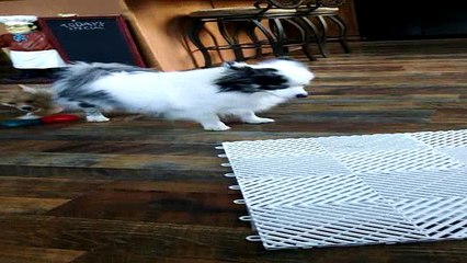 Pomsky Puppies play a lot with Mum Dogs