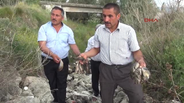 Çorum Köyde Inekler Telef Oldu, Balıklar Öldü