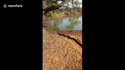 Massive snake relocated after being caught on game breeder's farm