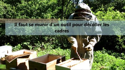 Ardennes : les abeilles s'installent à l'usine