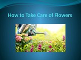 Guideline for Caring of Flowers - Speaking Roses