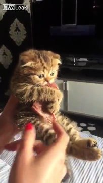 Un chaton acharné refuse de lâcher son morceau de boeuf