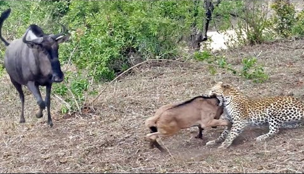 Battle Between Leopard & Wildebeest Mother over Calf 1