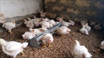SEMAINE 1 : élevage de poulets de chairs
