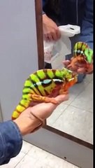Put a chameleon in front of the mirror After less than a minute, everyone is stunned!