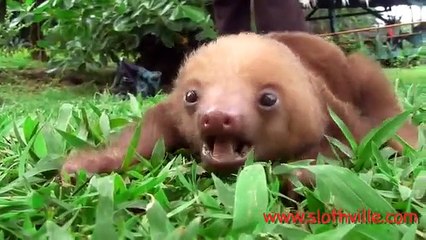 Have you ever heard the look of a bearded puppy What you will hear is really tender!