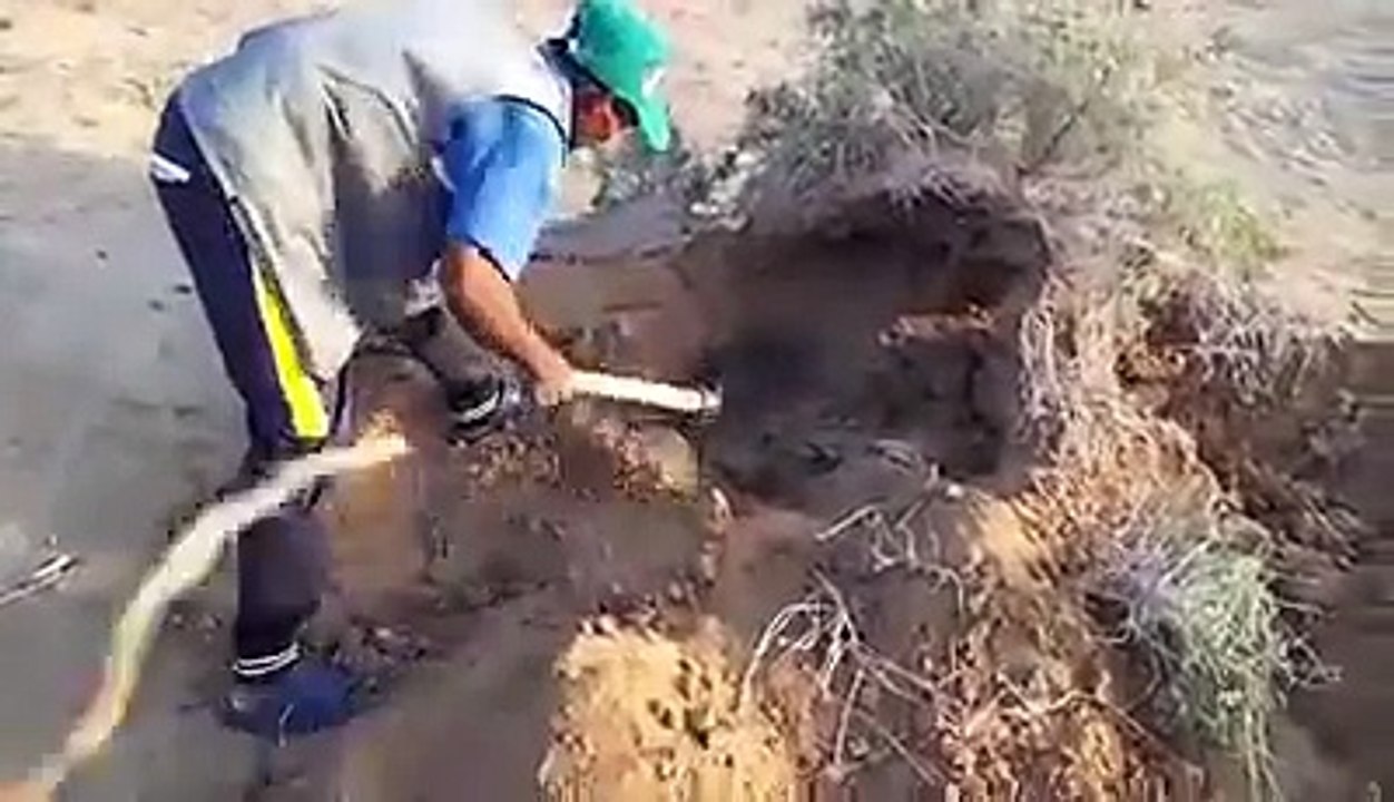Berburu ular BERBISA Di Gurun Pasir