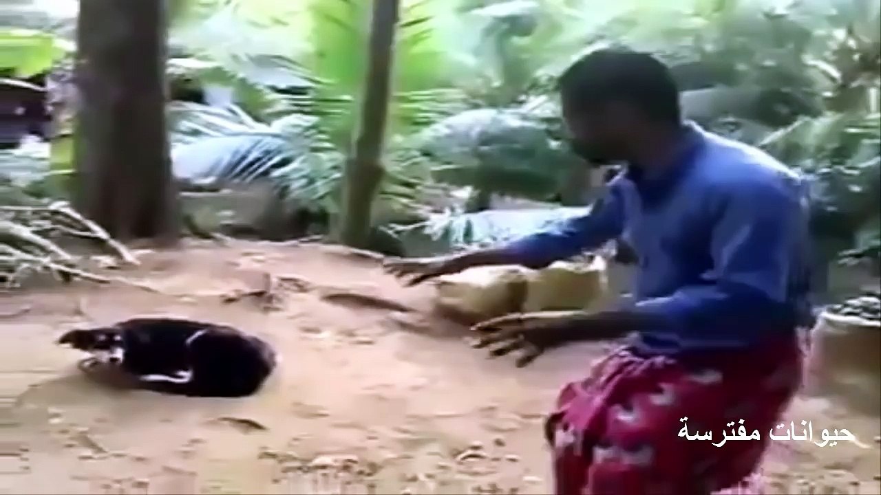 Orang lucu saat dikejar anjing Bentam Hingga Pukul-PUKULAN