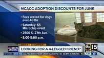 Maricopa County animal shelters offering some free pet adoptions in June