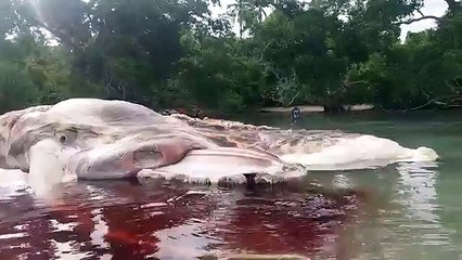Indonesia found the remains of a mysterious marine creature Its dimensions are shocking!