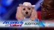 America's Got Talent 2017 - Mia Moore- Counting Canine's Act Adds Up for the Judges
