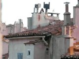 Les mouettes Marseille