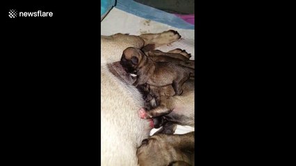 Newborn pug puppies having their dinner