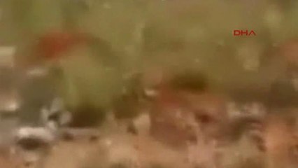 Konya Kurt Yavrularına Işkenceyle Öldürmeye 8 Bin 500 Lira Para Cezası