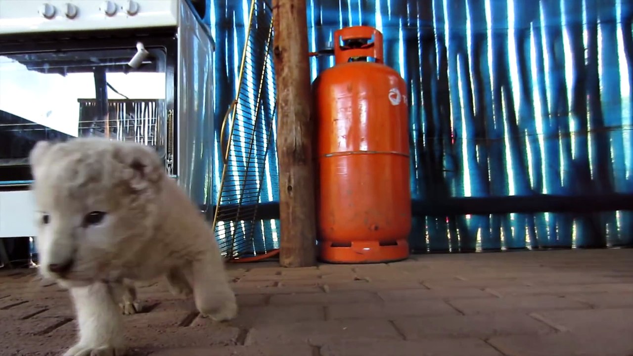 New Born White Lion Cub and Dogs Best Friends