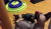Kittens Talking and Playing with their Moms Compilation ads_ Cat mom hugs baby kitten