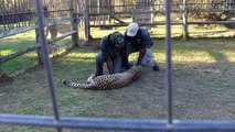 Cheetah Attacks Guide in South Africa