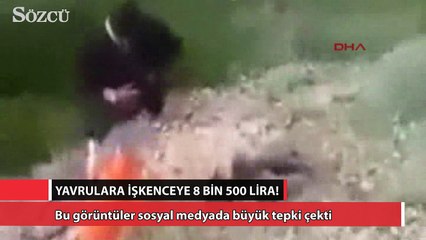 Yavru kurtları katleden besiciye 8 bin 500 lira para cezası