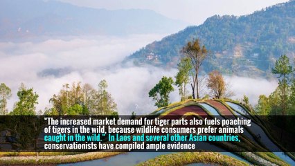 Animal Farms in Southeast Asia Fuel an Illegal Trade in Rare Wildlife