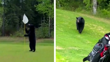 Un ours interrompt une partie de golf