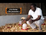 Burkina Faso : A la ferme « Dix poussins »