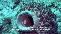 Scuba Diving Belize's Black Coral Wall