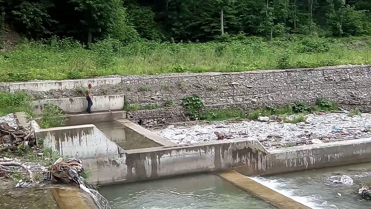 Saving Dogs From Flood
