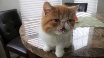 Sevimli Shorthair Cinsi Kedi Karpuz Yiyor