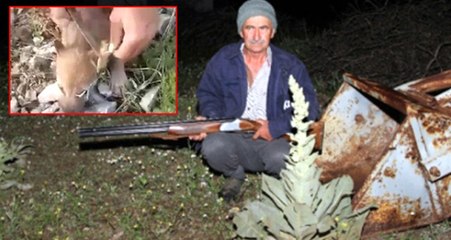 4 Yavru Kurdu İşkence Yaparak Öldüren Besiciye 8 Bin 547 Lira Ceza Kesildi